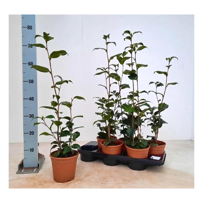 <h4>CAME JAPONICA</h4>