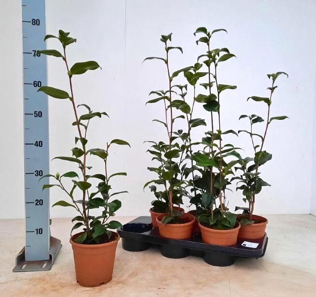 <h4>CAME JAPONICA</h4>