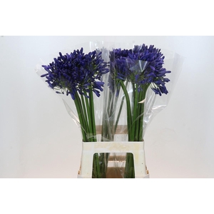 Agapanthus Intermedius