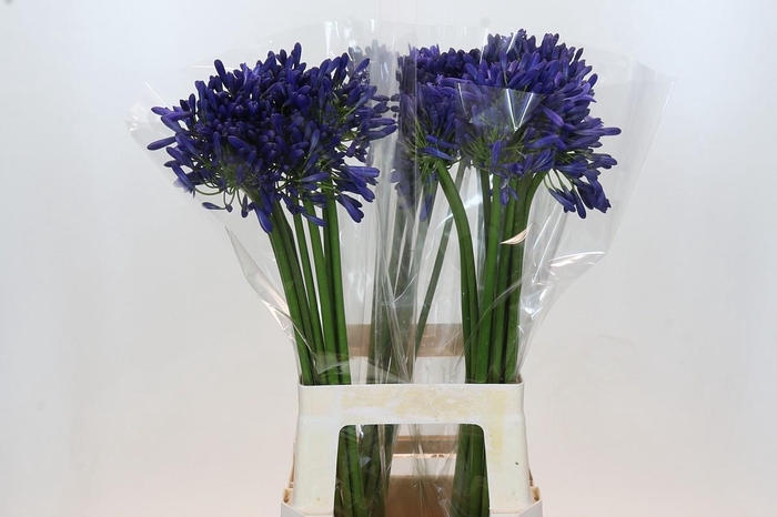 <h4>Agapanthus Intermedius</h4>