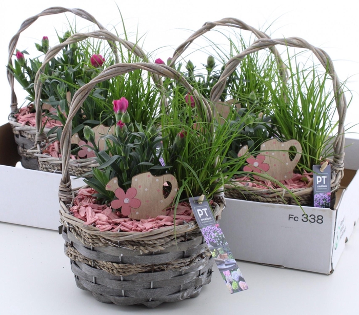 <h4>ARR TUINPLANTEN</h4>