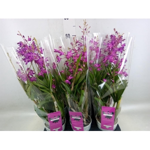 Dendrobium  'Berry Oda'