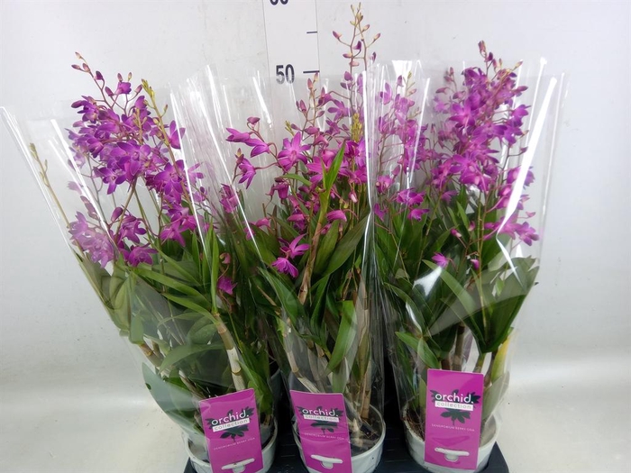 <h4>Dendrobium  'Berry Oda'</h4>