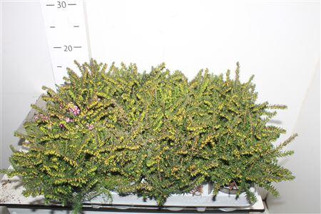 <h4>Eric Car Lena</h4>