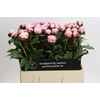 Paeonia Lact. Reine Hortense