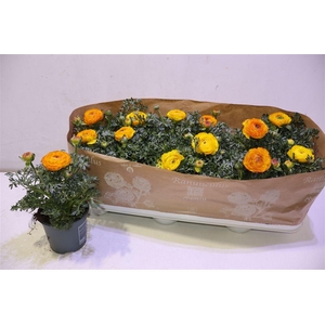 arr8 Ranun Sprink Redyell