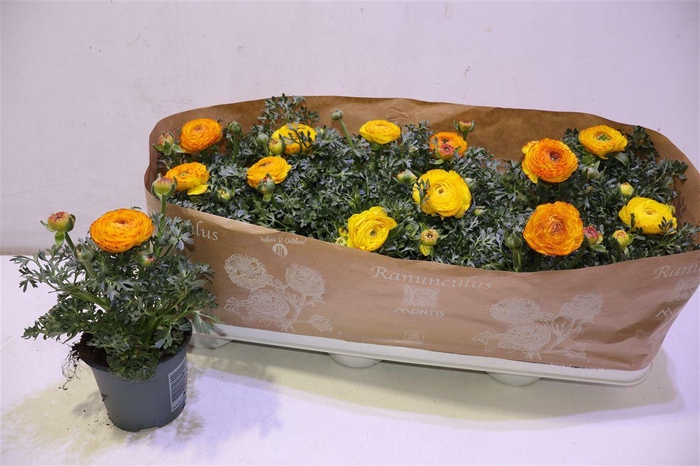 <h4>arr8 Ranun Sprink Redyell</h4>