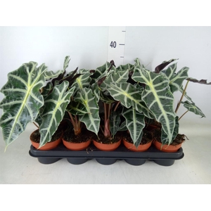 Alocasia amazonica 'Polly'