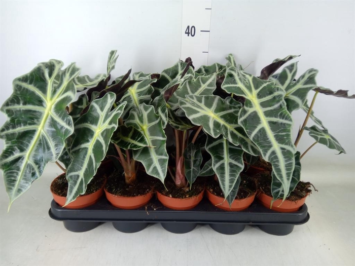 <h4>Alocasia amazonica 'Polly'</h4>