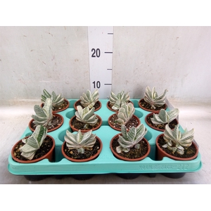 Gasteria