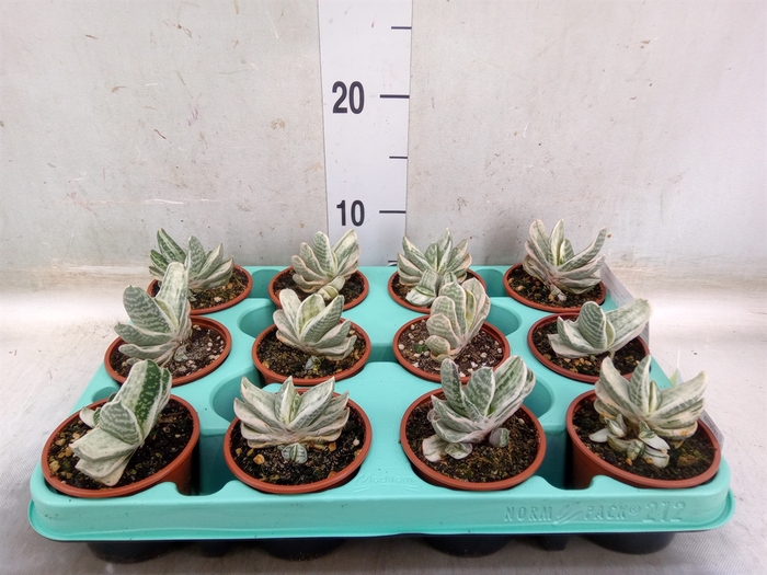 <h4>Gasteria</h4>