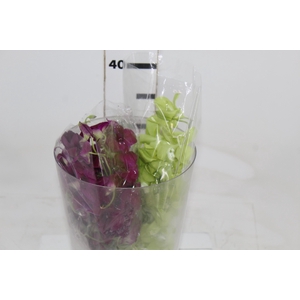 DENPHALAEN MACO MINIMO 30 FLORES