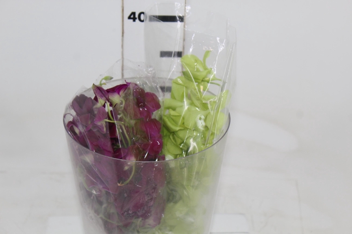 <h4>DENPHALAEN MACO MINIMO 30 FLORES</h4>