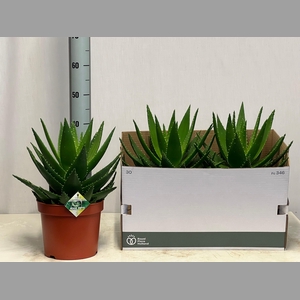 ALOE PERFOLIATA