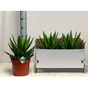 ALOE PERFOLIATA