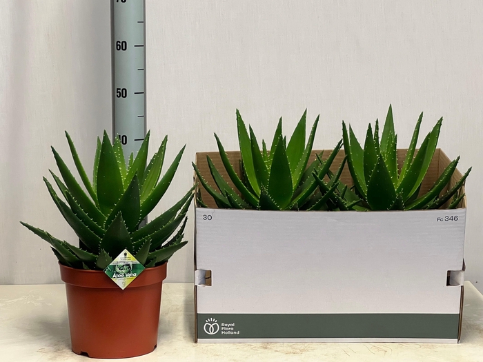 <h4>ALOE PERFOLIATA</h4>