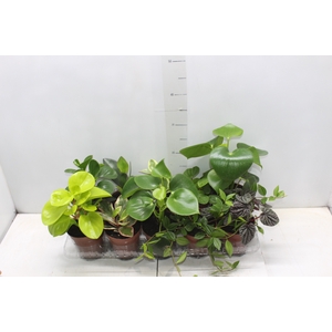 PEPEROMIA VARIADO P12