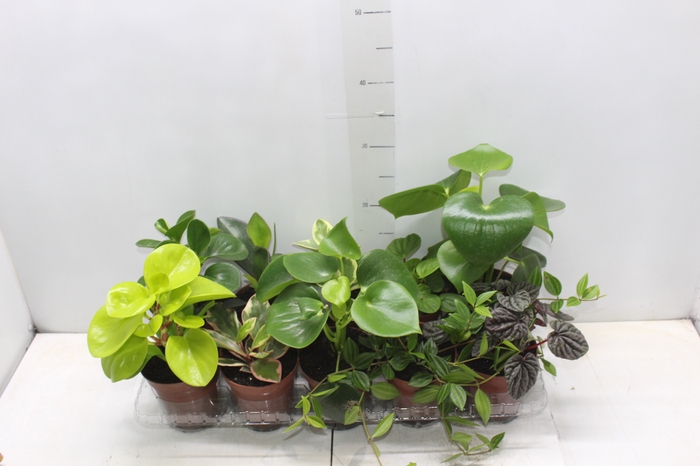 <h4>PEPEROMIA VARIADO P12</h4>
