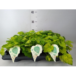 Tolmiea menziesii   ...variegated