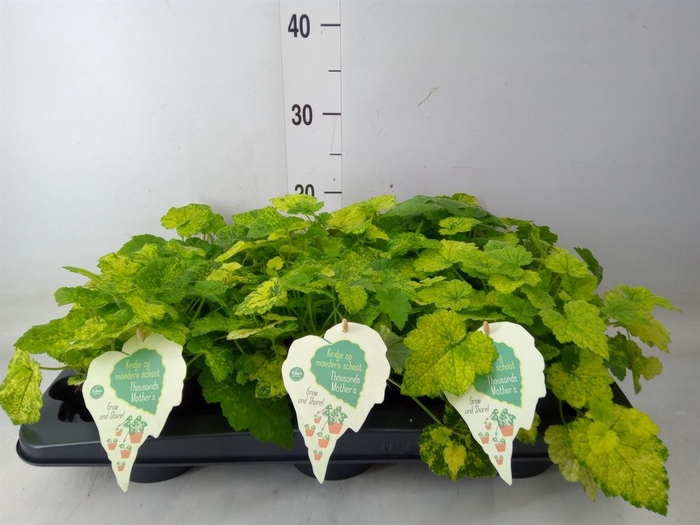 <h4>Tolmiea menziesii   ...variegated</h4>