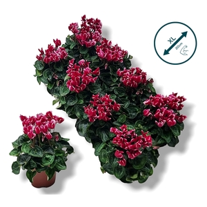 Cyclamen-FANTASIA WIJNROOD