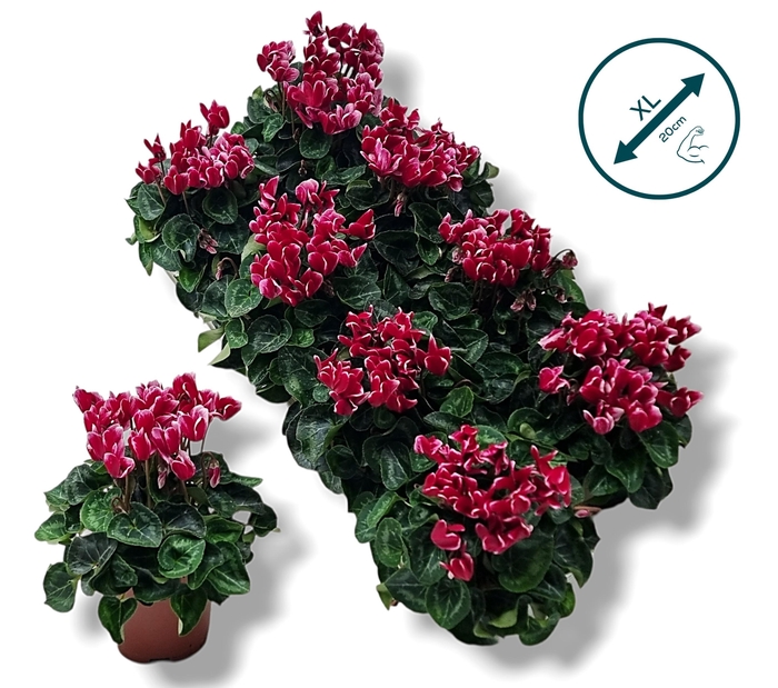 <h4>Cyclamen-FANTASIA WIJNROOD</h4>