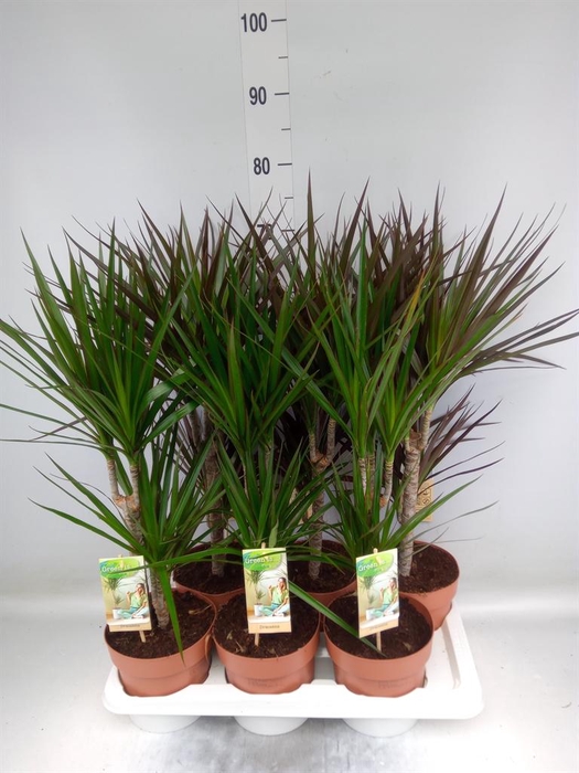 <h4>Dracaena ...mix</h4>
