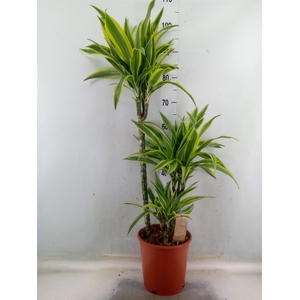 Dracaena fr de 'LemonLime'