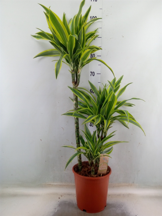 <h4>Dracaena fr de 'LemonLime'</h4>