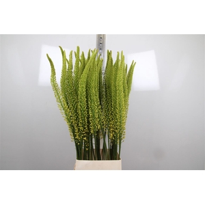 Eremurus Yellow Rebe