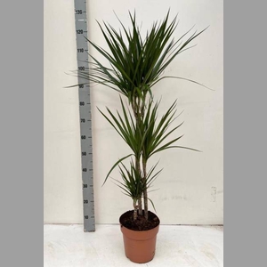 DRA MARGINATA