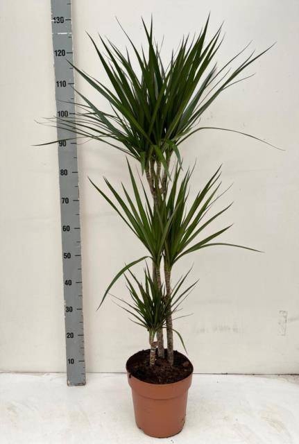 <h4>DRA MARGINATA</h4>