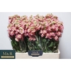 Matthiola incana 'Pink'