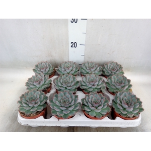 Echeveria  'Hercules'