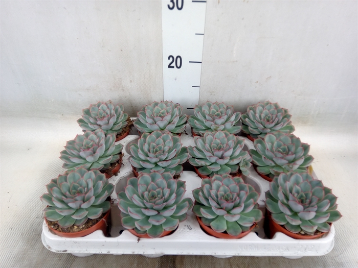<h4>Echeveria  'Hercules'</h4>