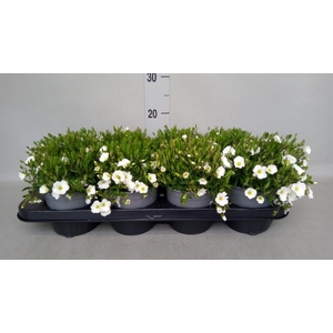 Arenaria montana