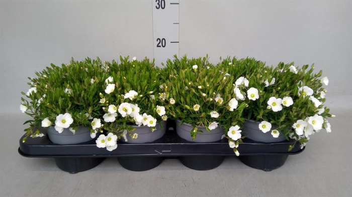 <h4>Arenaria montana</h4>