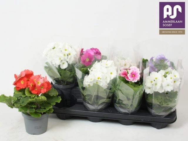 <h4>PRIM OB TM GEM</h4>