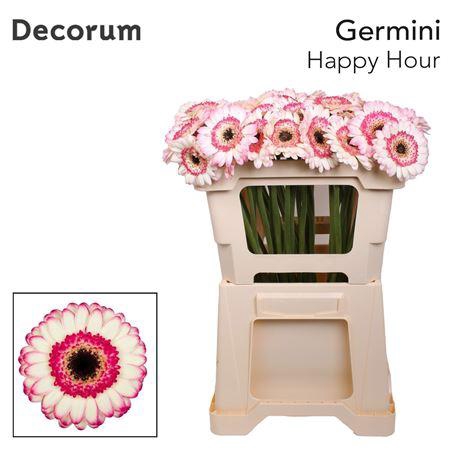 <h4>Ge Mi Happy Hour X80</h4>