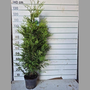 THUJA O BRABANT POT GEKWEEKD