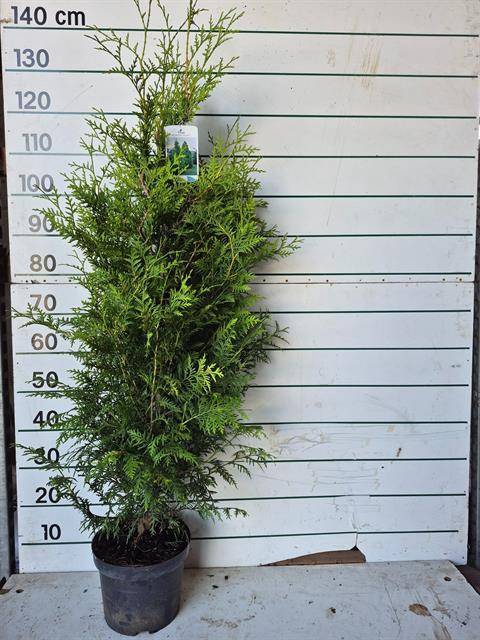 <h4>THUJA O BRABANT POT GEKWEEKD</h4>