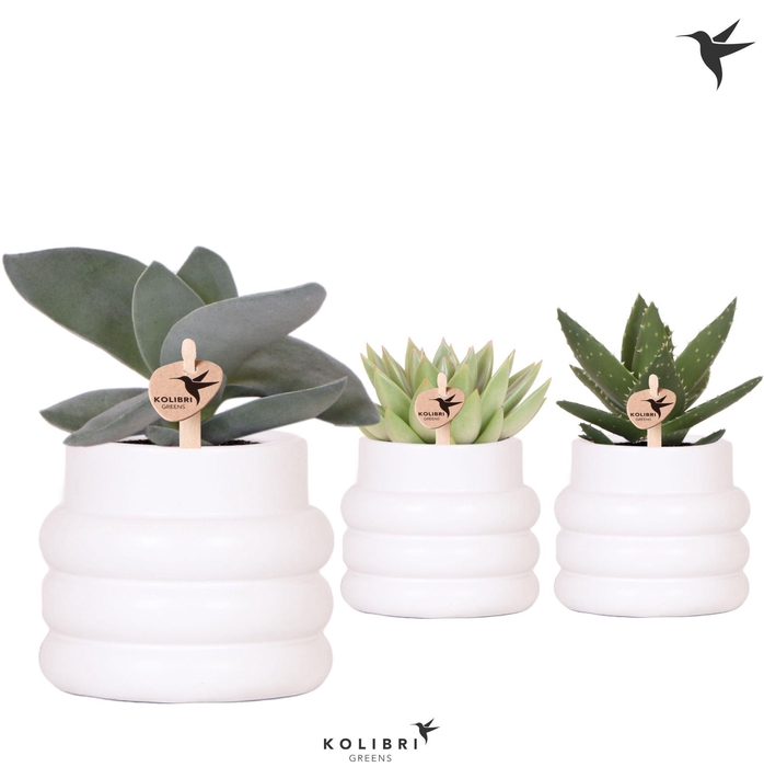 <h4>Kolibri Greens Succulenten mix in Bubble pot white</h4>
