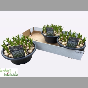 MUSCAR MANON SCHAAL23