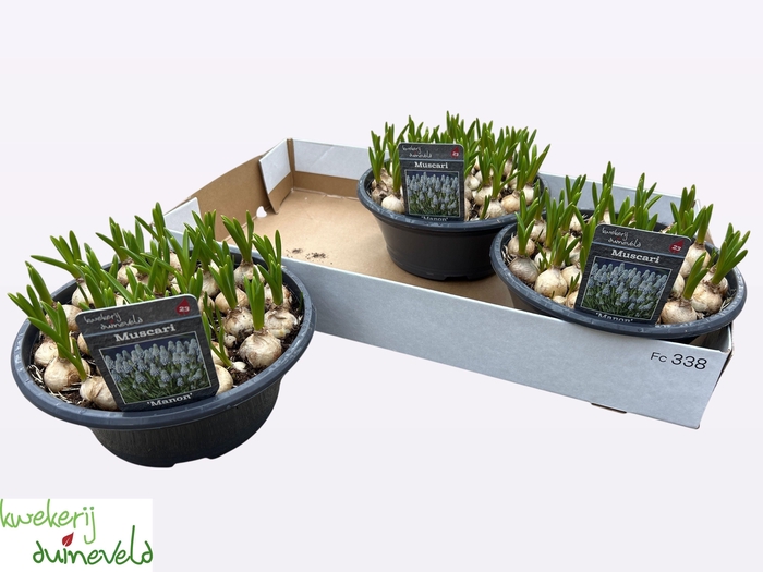 <h4>MUSCAR MANON</h4>