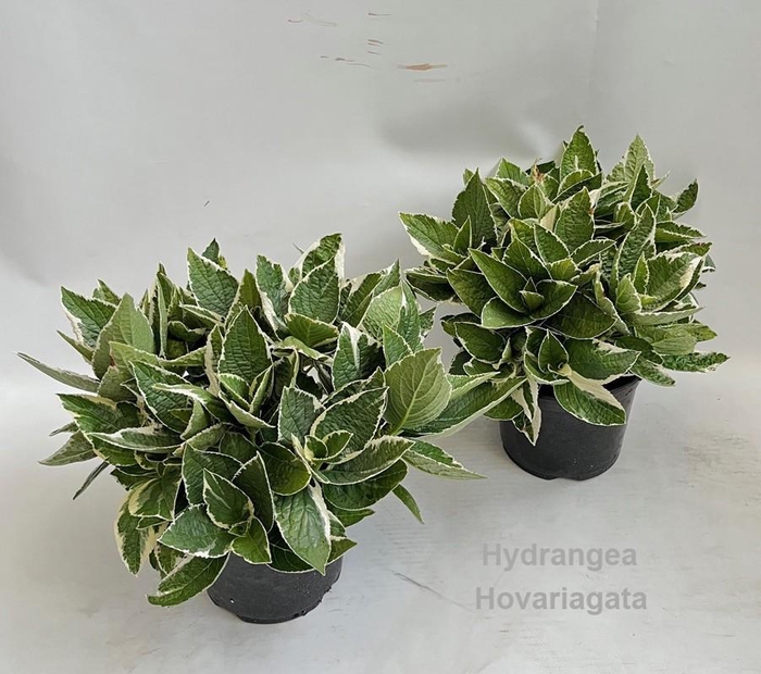 <h4>Hydrangea Hovariagata Garden 19cm [variegated / bontbladig]</h4>