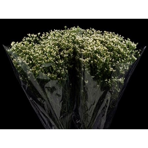 Limonium White Activa