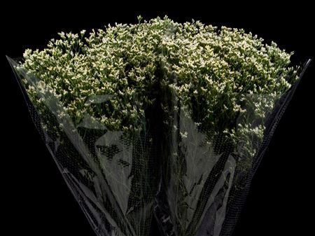 <h4>Limonium White Activa</h4>