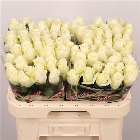 <h4>R Gr Albatros</h4>