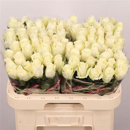 <h4>R Gr Albatros</h4>