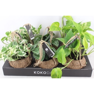 arr3 Kokoplant - Scindapsus mix